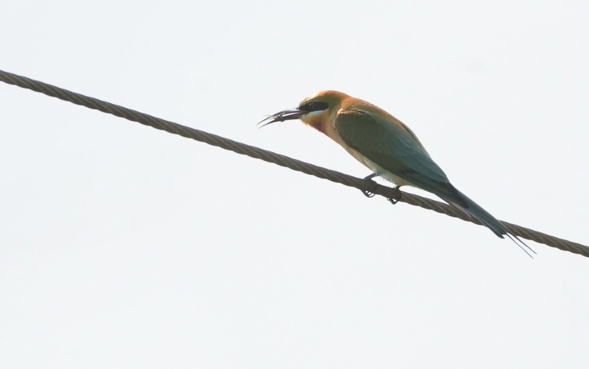 Blue-tailed Bee-eater - John Daniel
