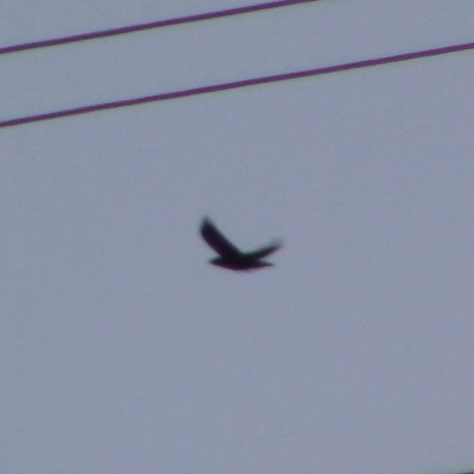 Хон хэрээ - ML633252488
