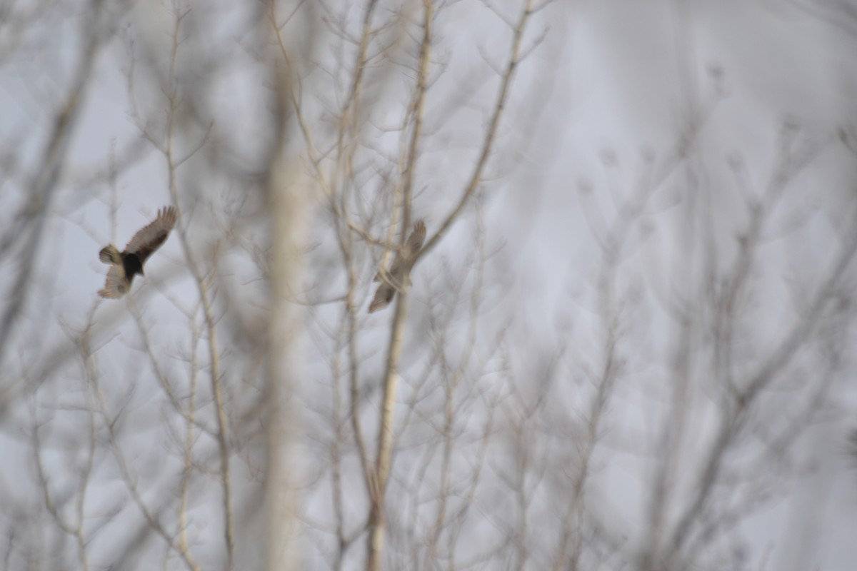 Turkey Vulture - ML633252489