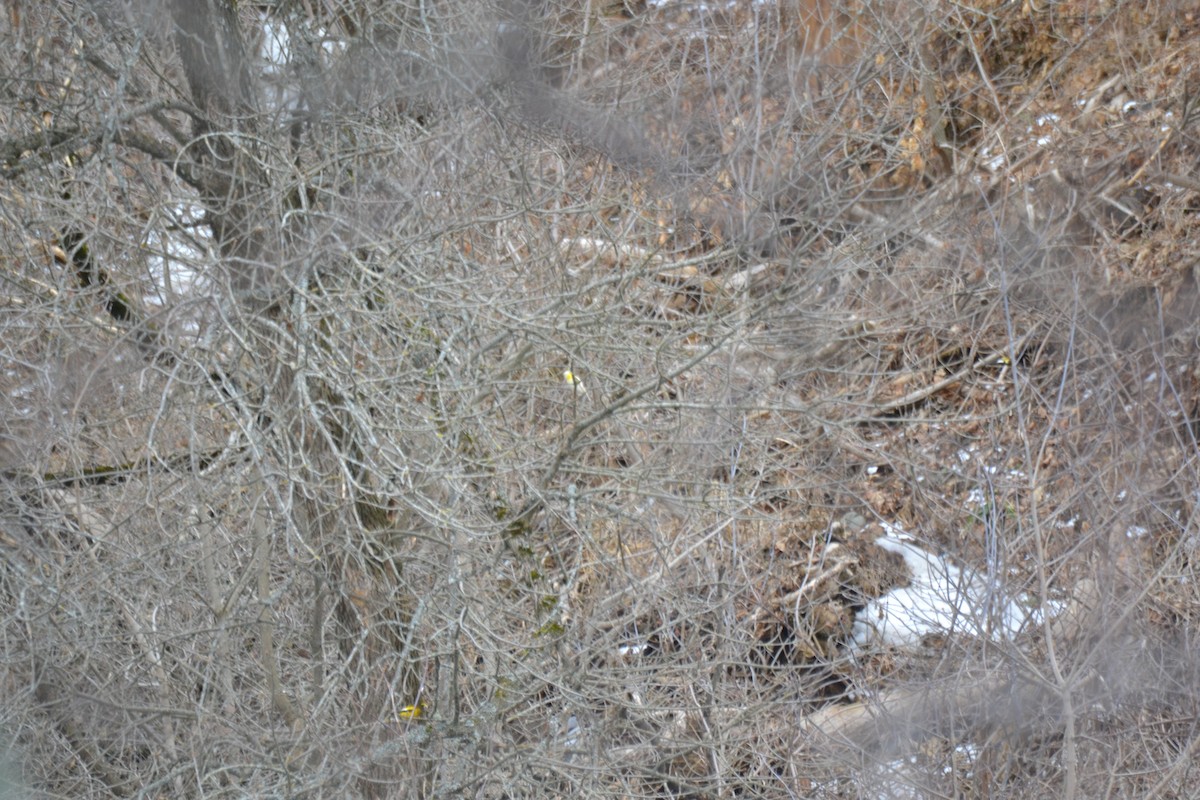 Evening Grosbeak - ML633252501