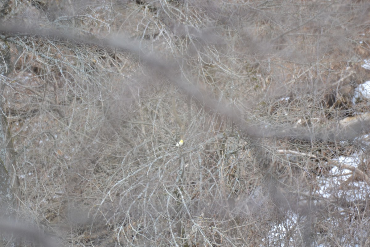 Evening Grosbeak - ML633252502