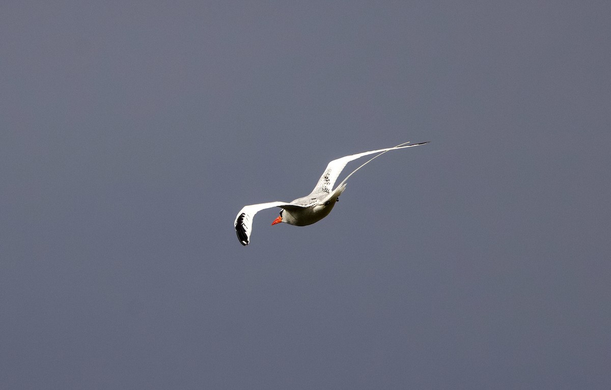 Red-billed Tropicbird - Benjamin Filreis