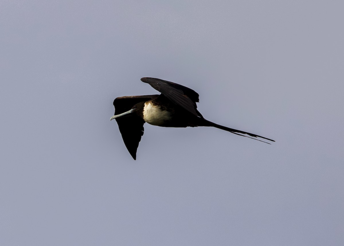 Prachtfregattvogel - ML633252566