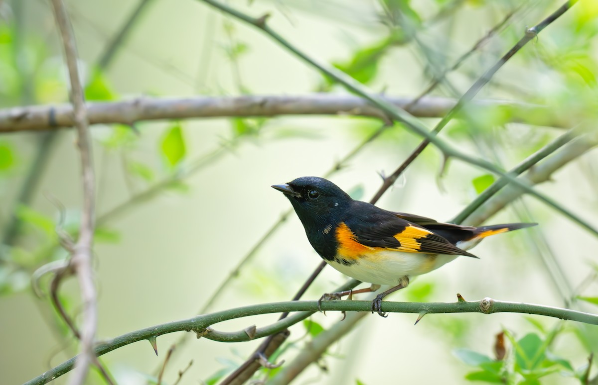 American Redstart - ML633252620