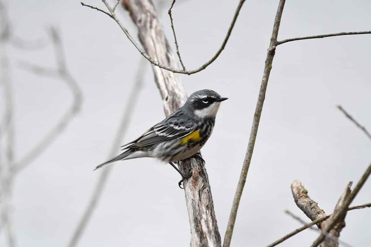 Yellow-rumped Warbler - ML633252823