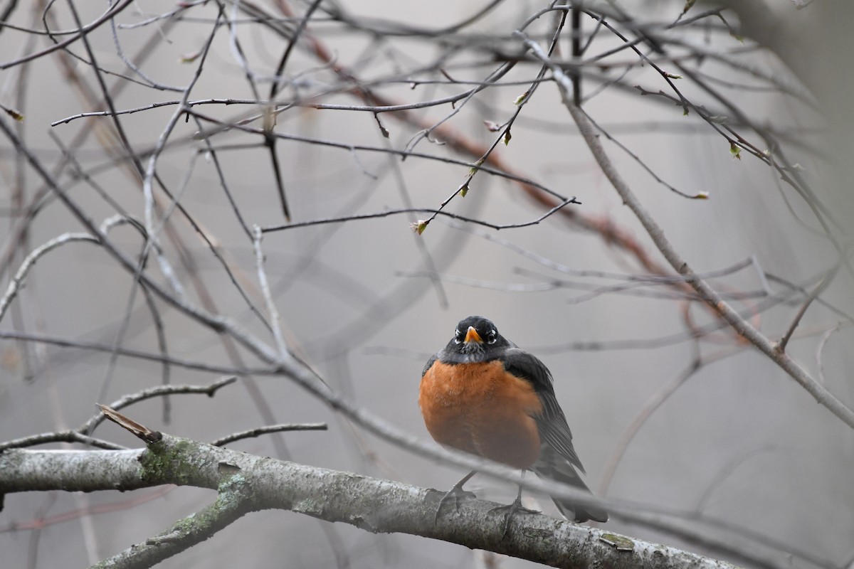 American Robin - ML633252876