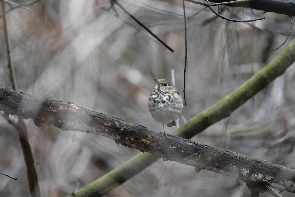 Hermit Thrush - ML633252923