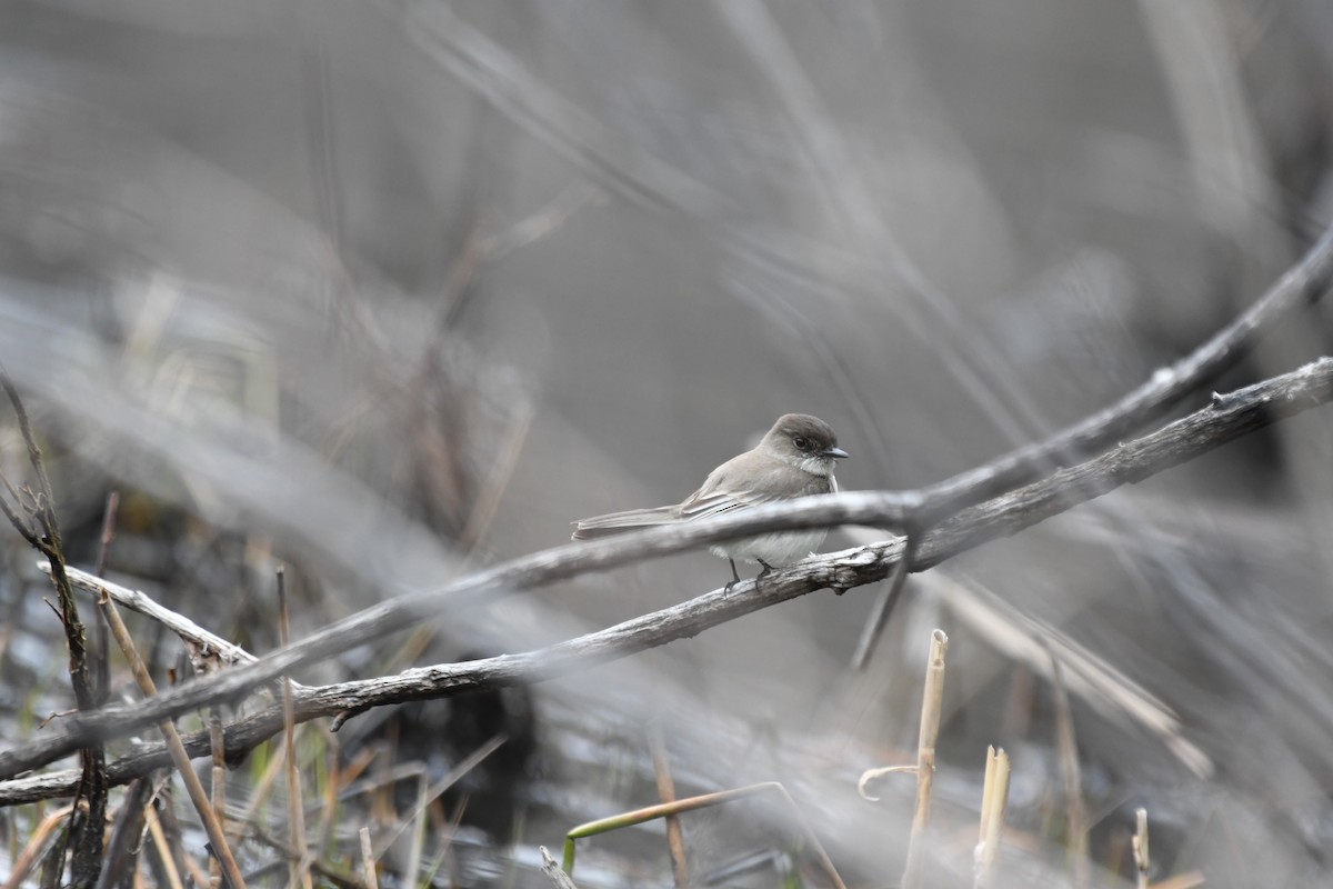 Eastern Phoebe - ML633252947