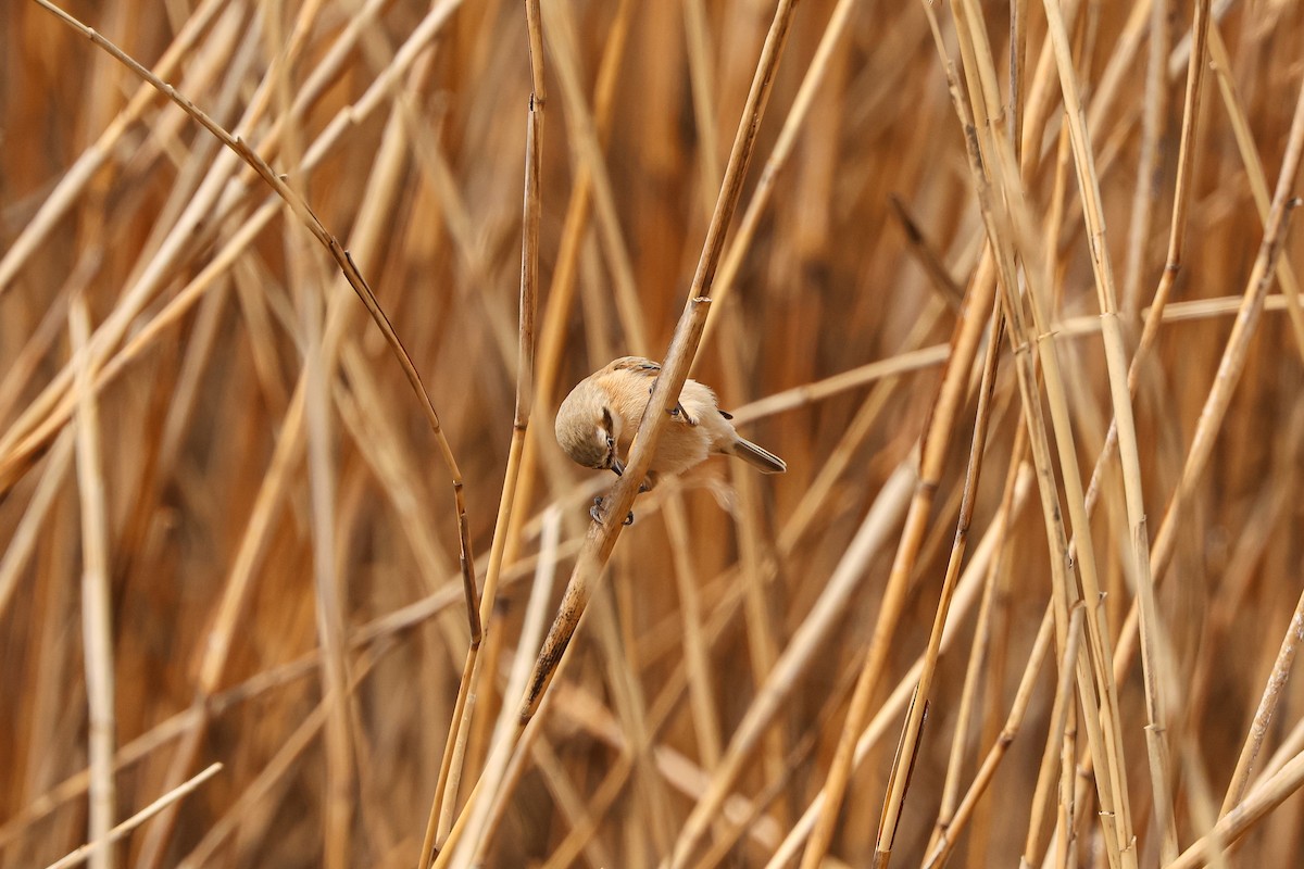 Chinese Penduline-Tit - Shin Mun Cheol