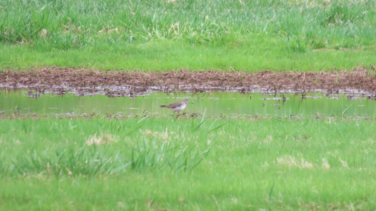 Solitary Sandpiper - ML633253144