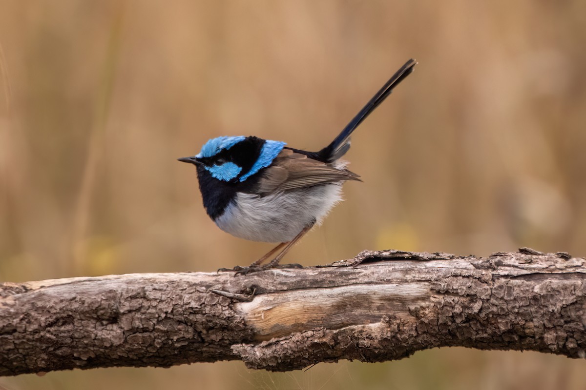 Superb Fairywren - ML633253189