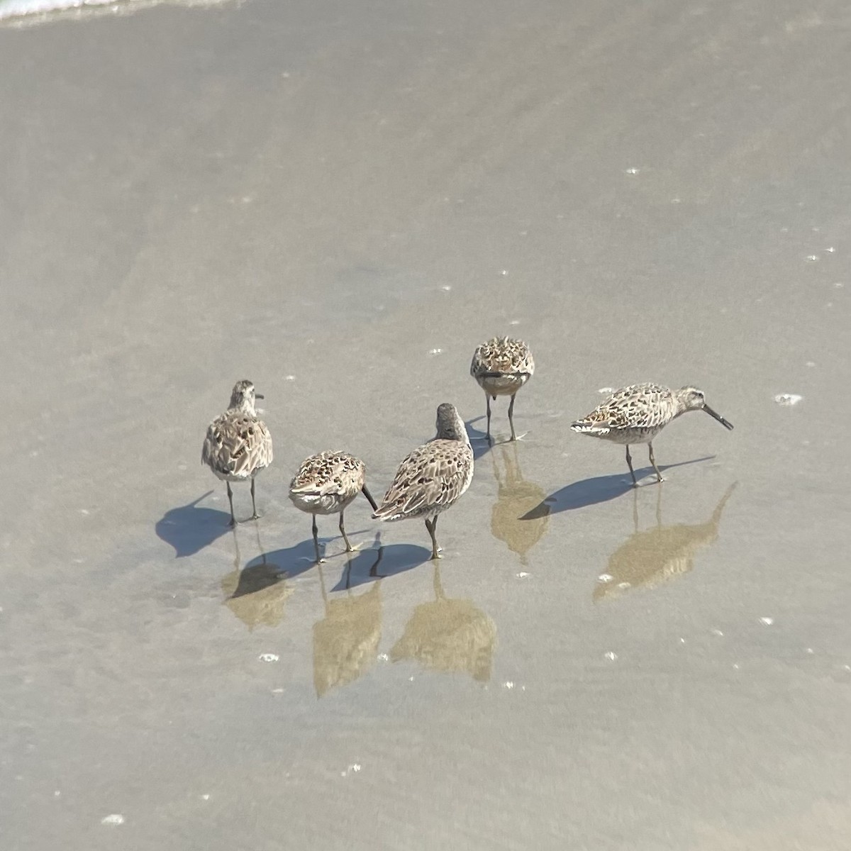 Short-billed Dowitcher (caurinus) - ML633253211