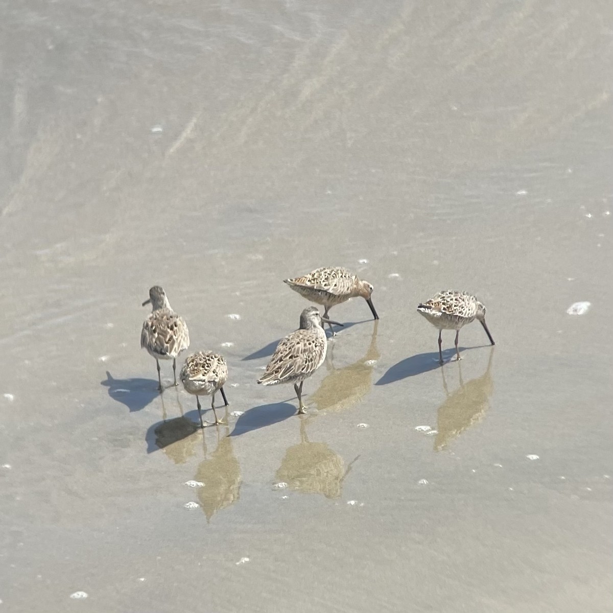 Short-billed Dowitcher (caurinus) - ML633253212