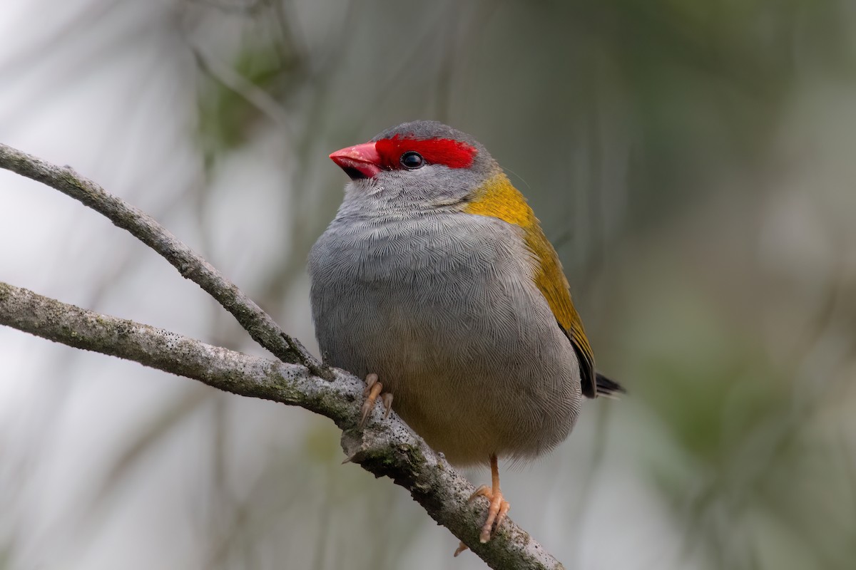 Red-browed Firetail - ML633253231