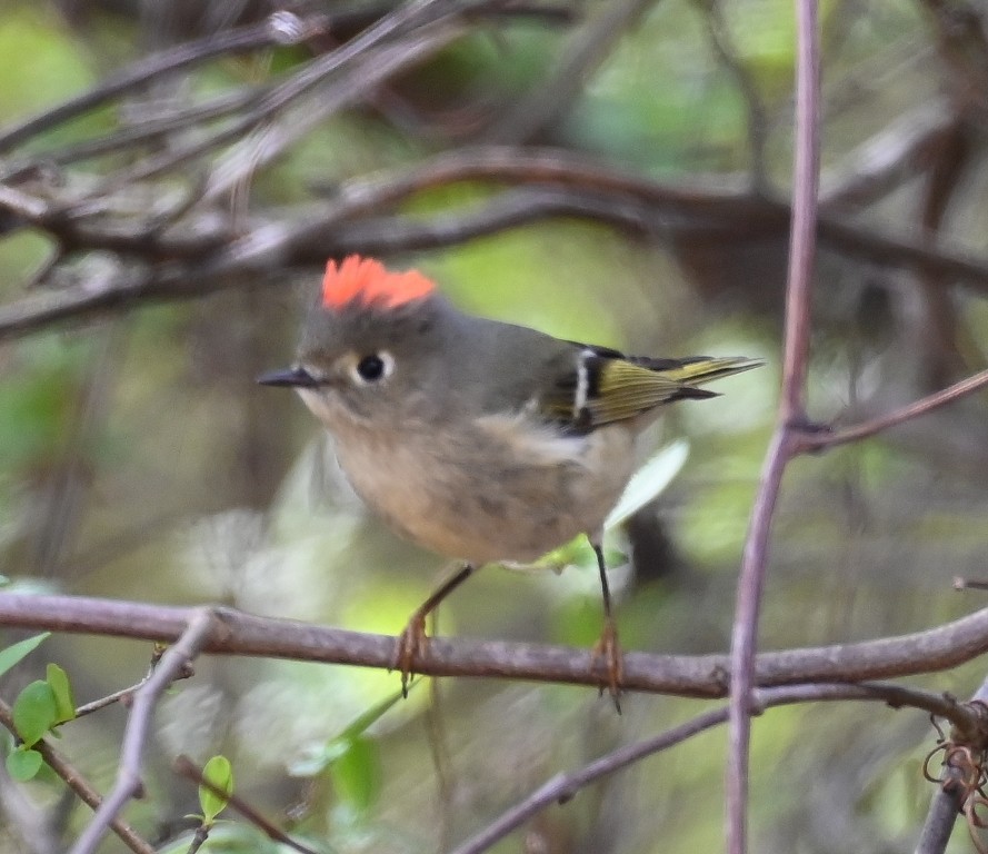 Ruby-crowned Kinglet - ML633253341