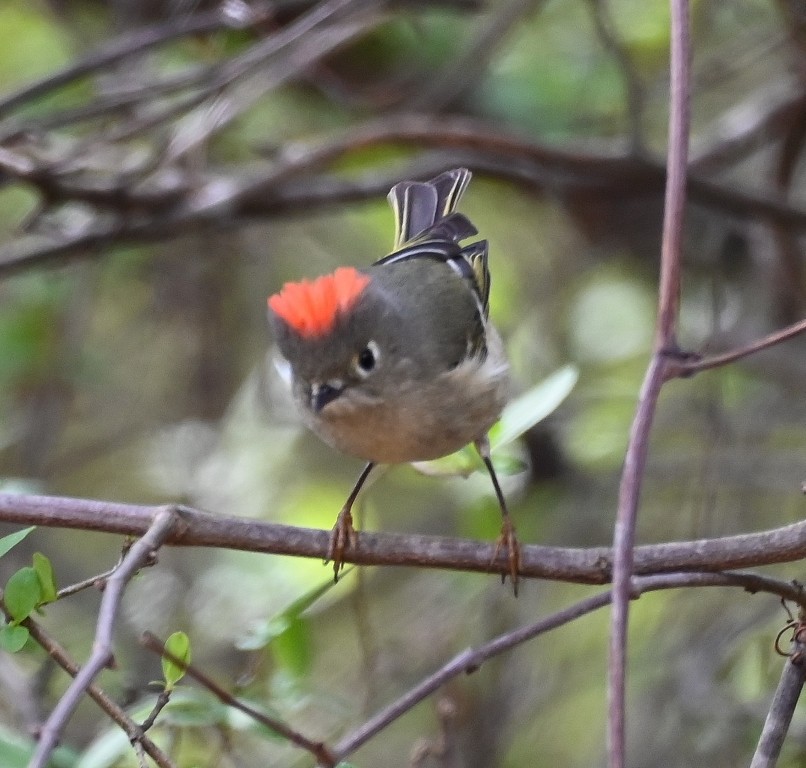 Ruby-crowned Kinglet - ML633253342