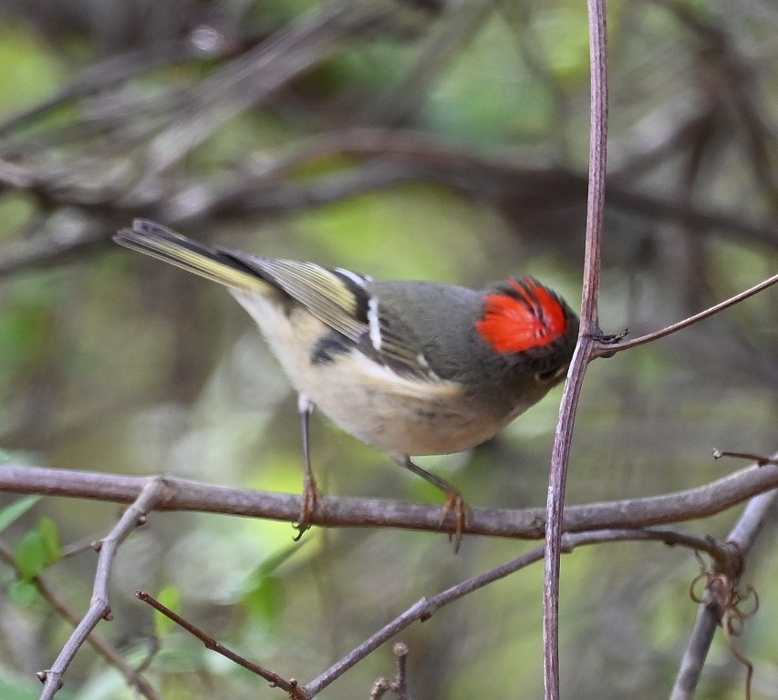 Ruby-crowned Kinglet - ML633253343