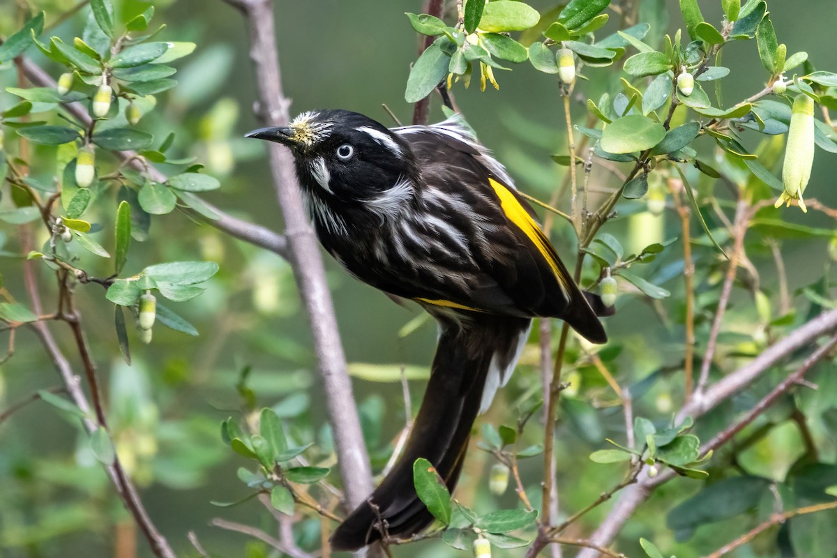 New Holland Honeyeater - ML633253344