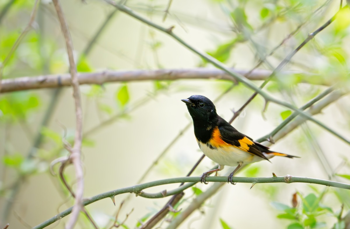 American Redstart - ML633253353