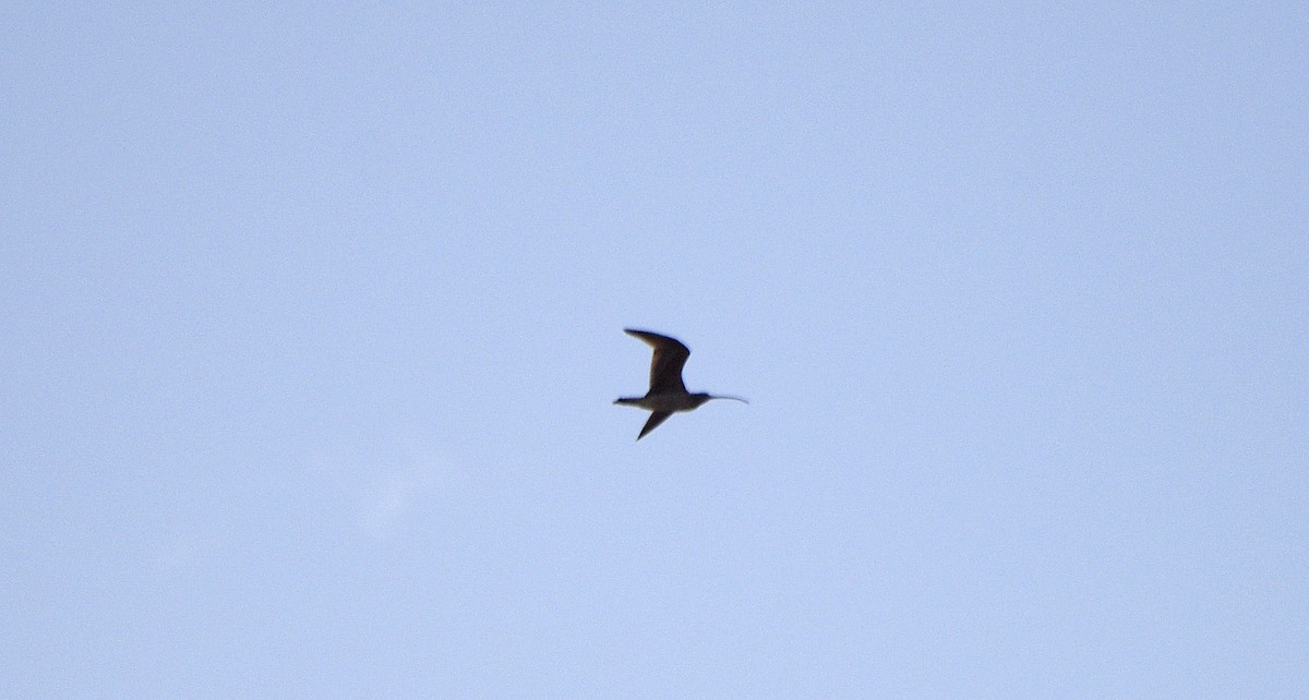 Long-billed Curlew - ML633253372