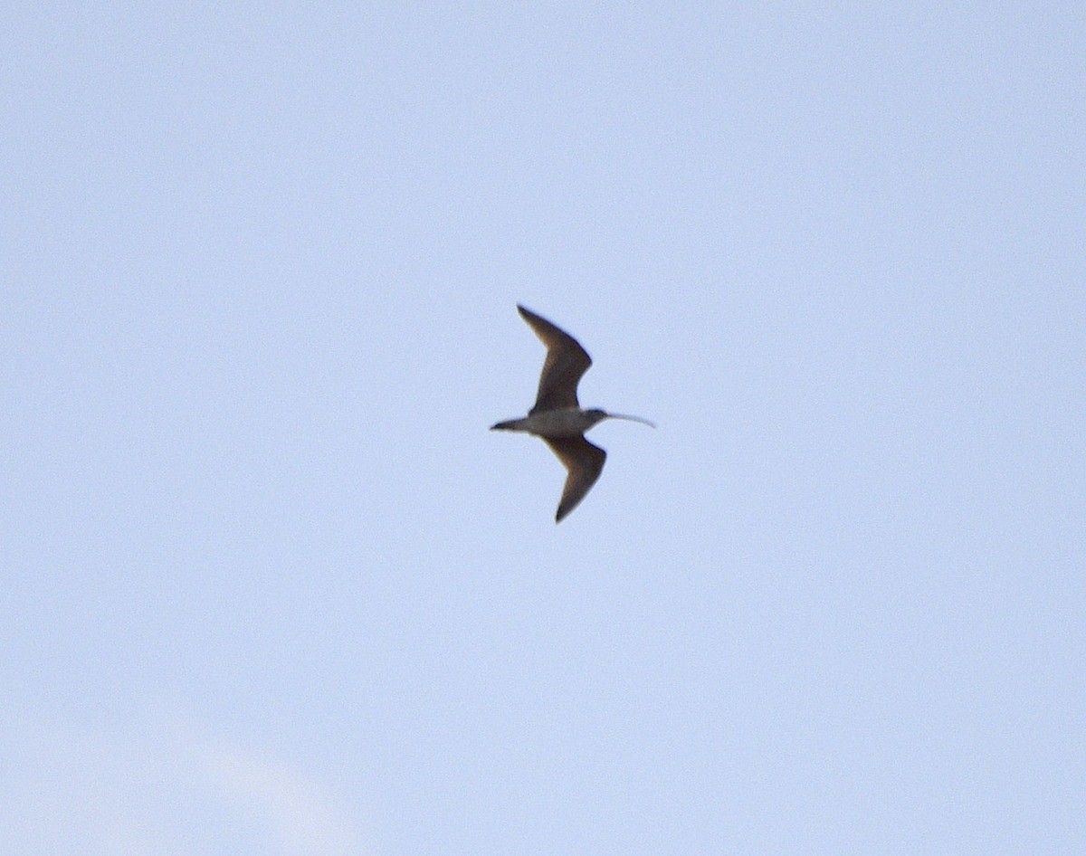 Long-billed Curlew - ML633253373