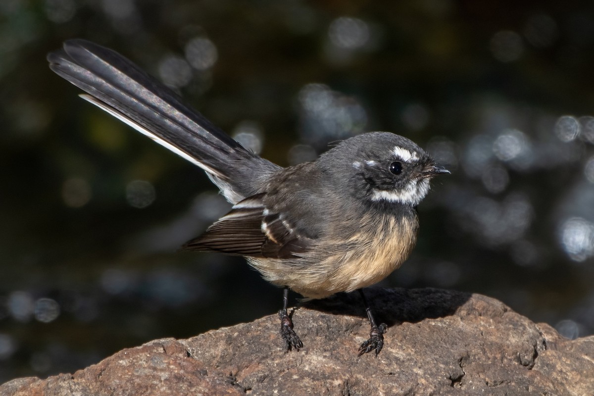 Gray Fantail - ML633253376