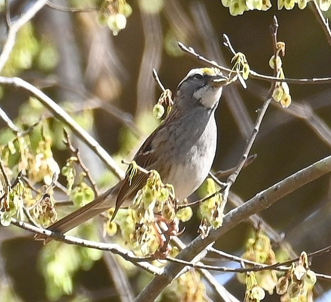 White-throated Sparrow - ML633253389
