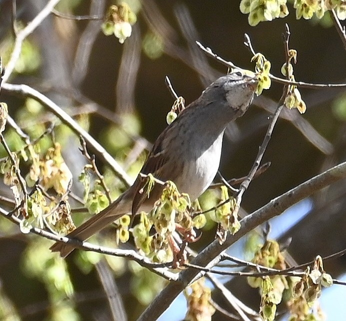 White-throated Sparrow - ML633253390