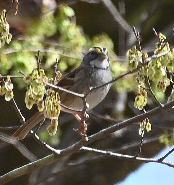White-throated Sparrow - ML633253391