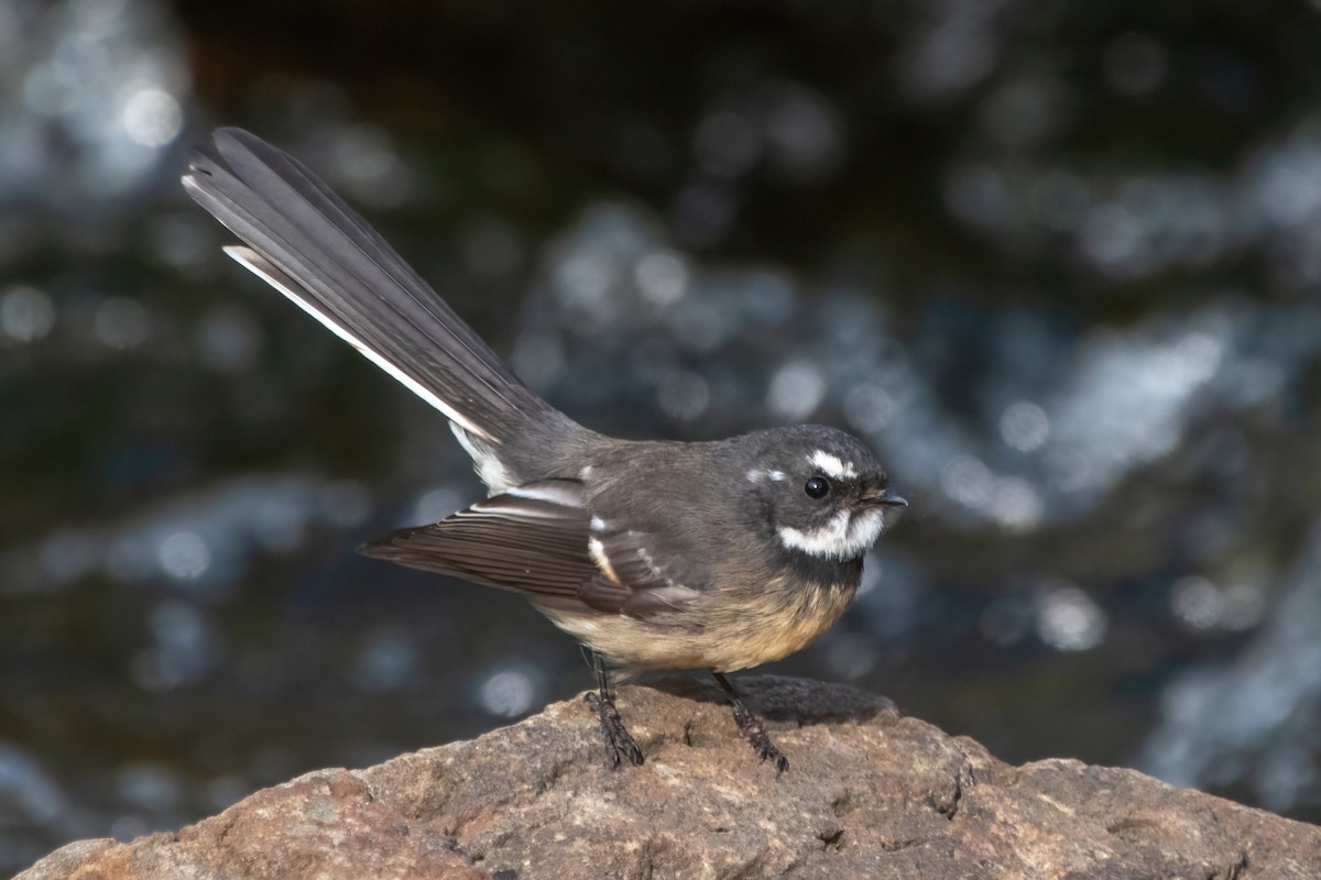 Gray Fantail - ML633253460
