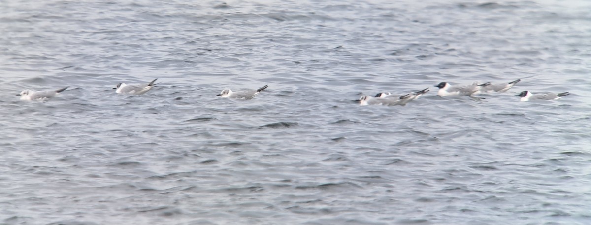 Bonaparte's Gull - ML633253539