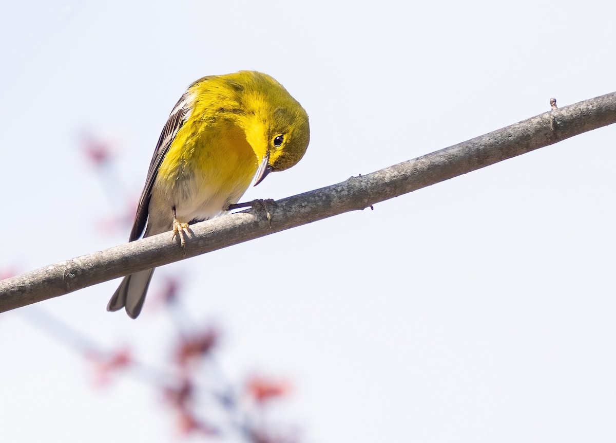 Pine Warbler - ML633253651