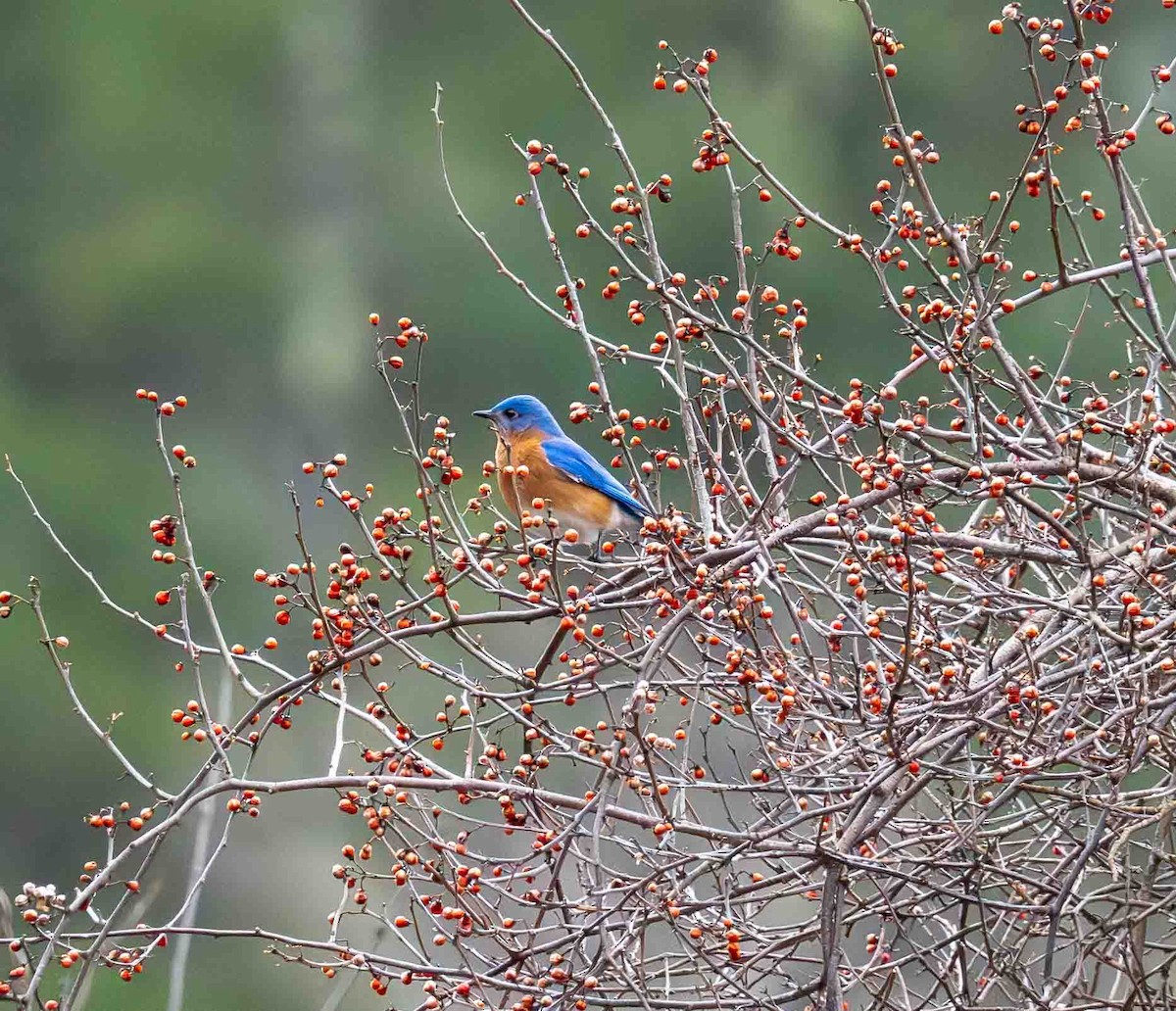 Eastern Bluebird - Pam Geiger