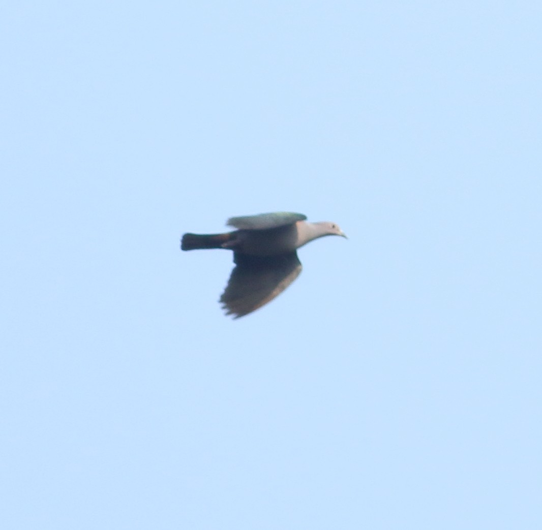 Malabar Imperial-Pigeon - ML633253750