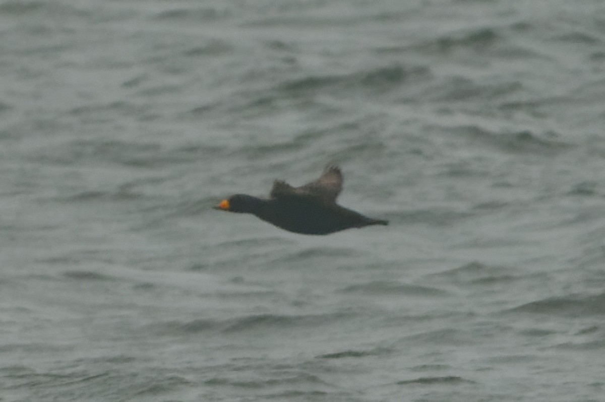 Black Scoter - ML633253759