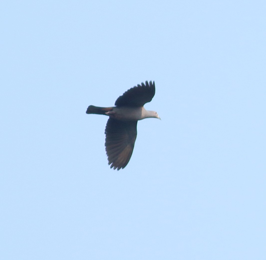 Malabar Imperial-Pigeon - ML633253765