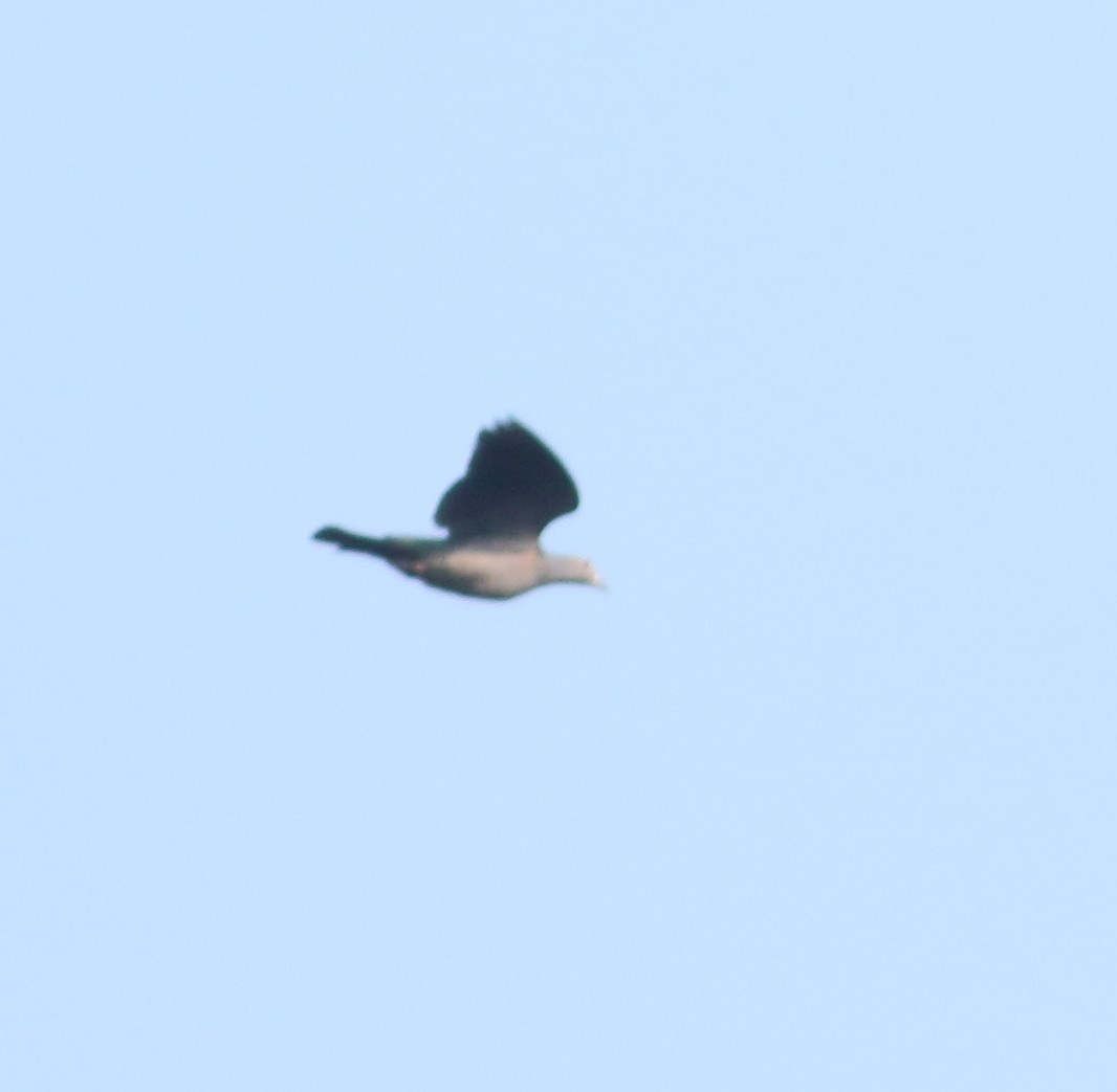 Malabar Imperial-Pigeon - ML633253766