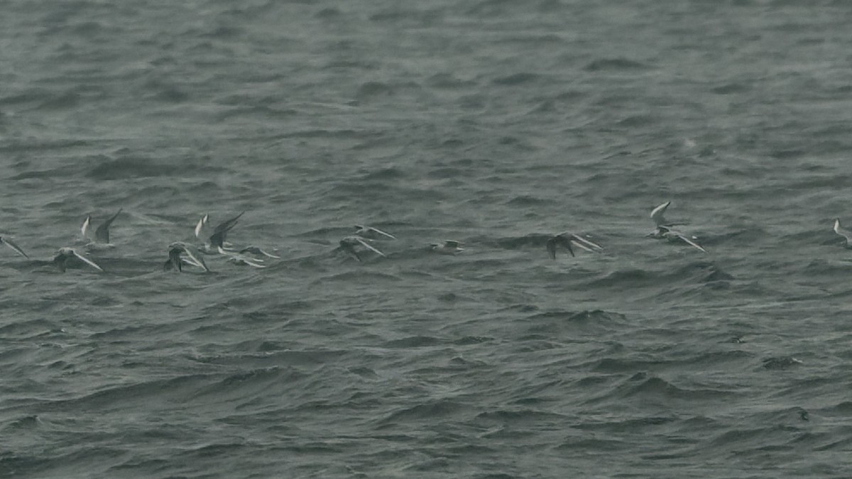Bonaparte's Gull - ML633253808