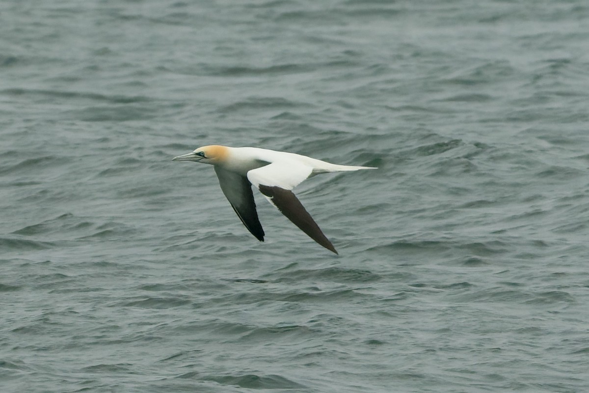 Northern Gannet - ML633253844
