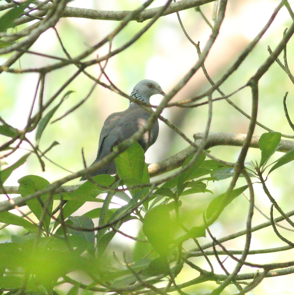 Nilgiritaube - ML633253938