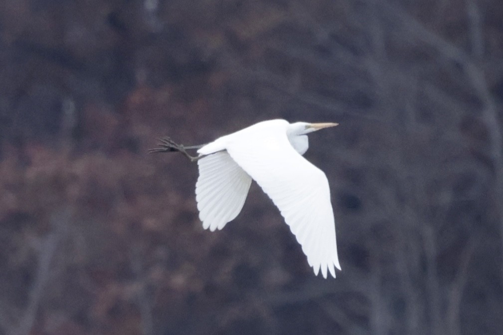 大白鷺 - ML633253970