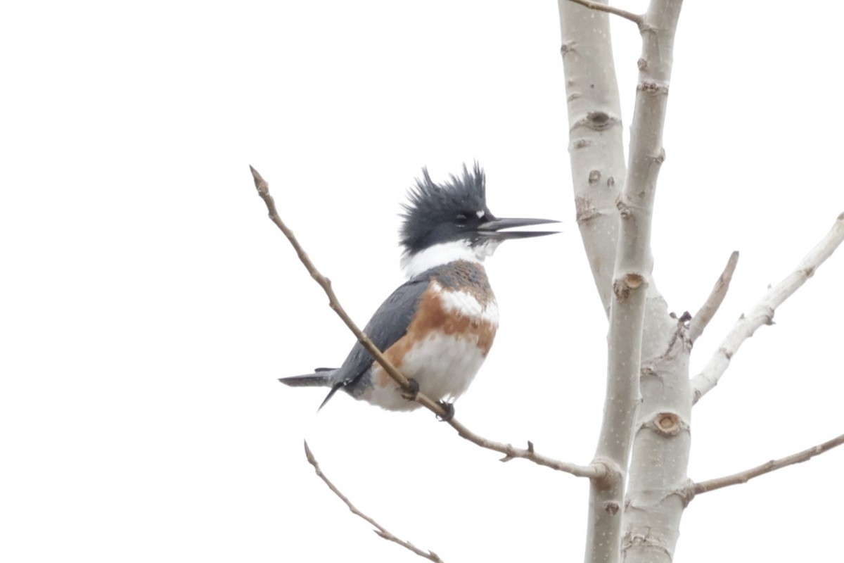 Belted Kingfisher - ML633254001