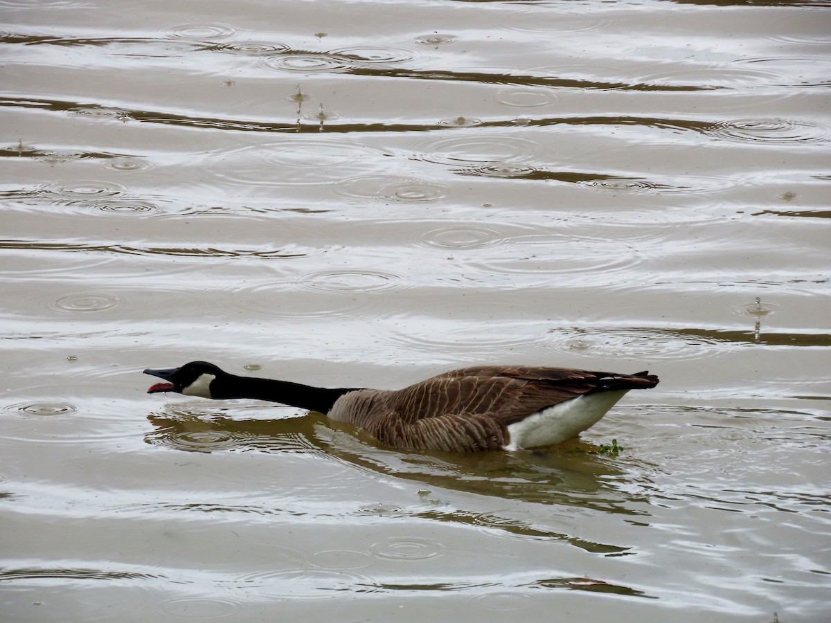Canada Goose - ML633254004
