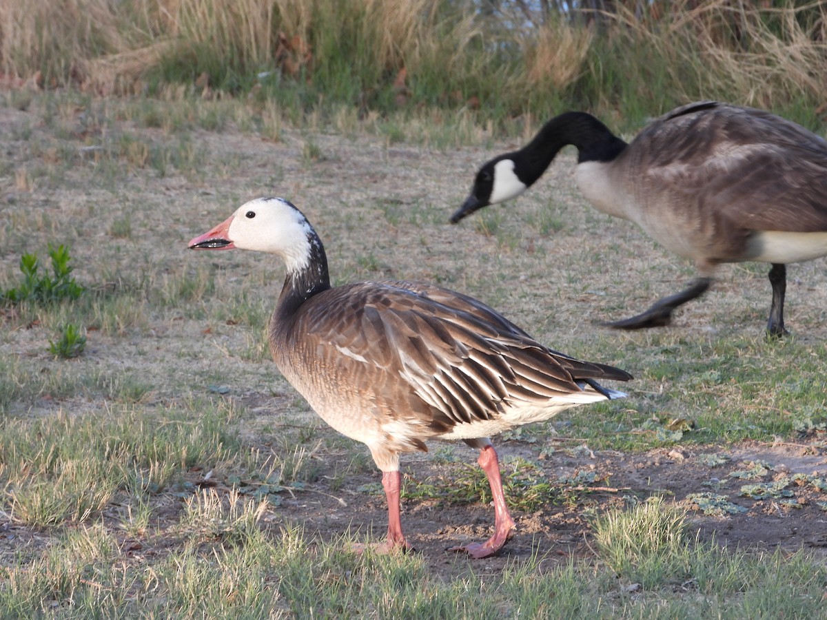 Snow Goose - ML633254017
