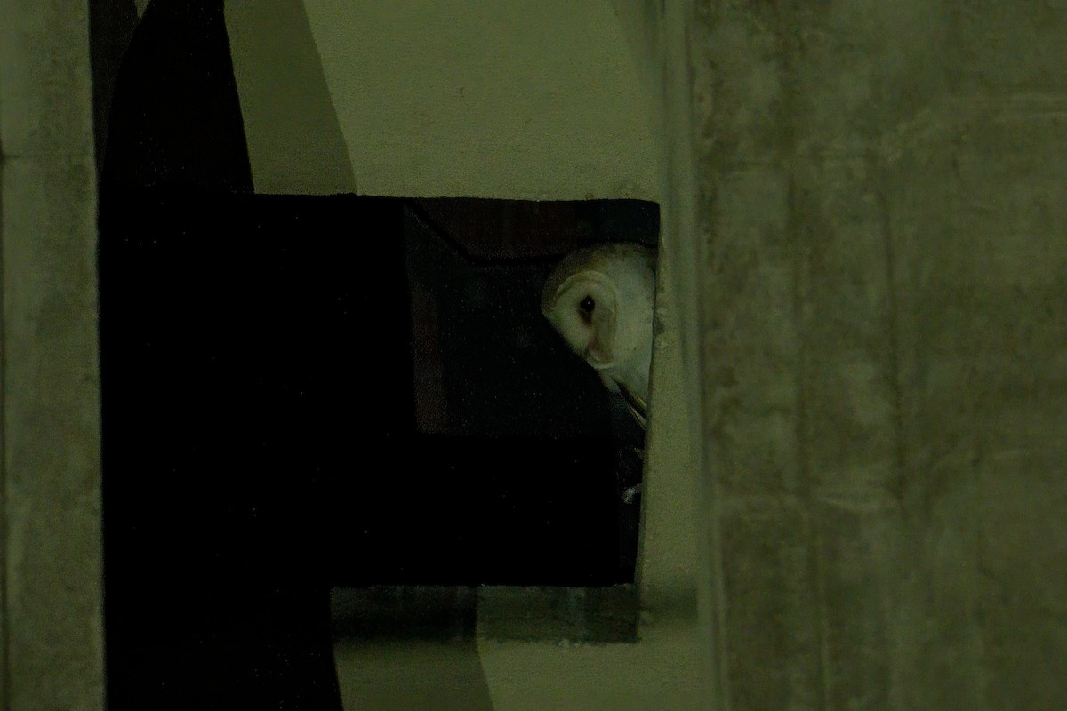 American Barn Owl (White-winged) - ML633254065