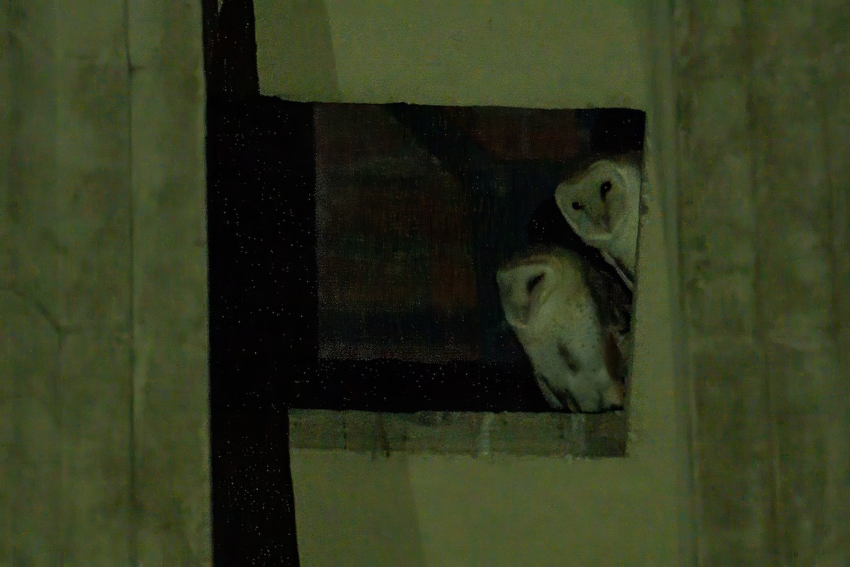 American Barn Owl (White-winged) - ML633254067