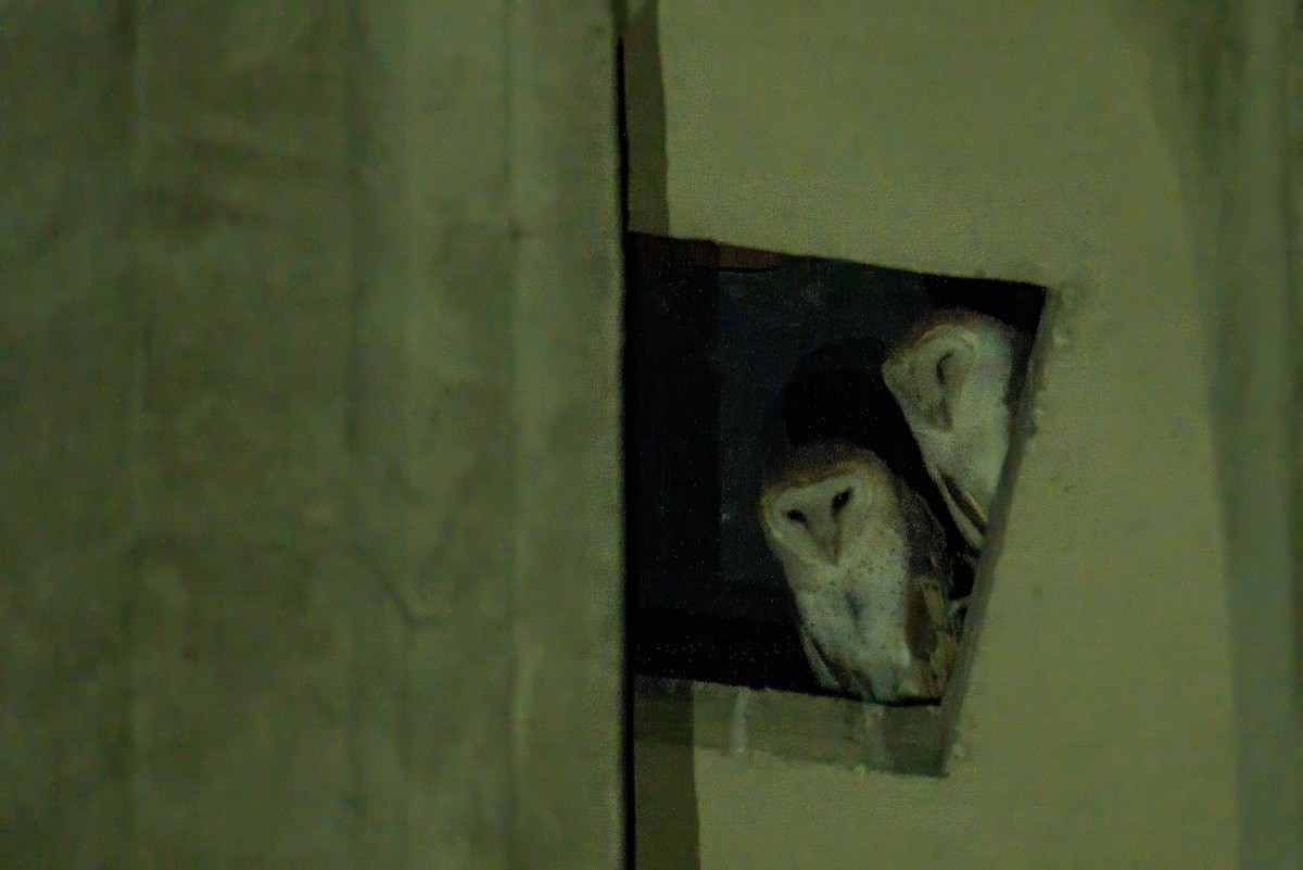 American Barn Owl (White-winged) - ML633254068