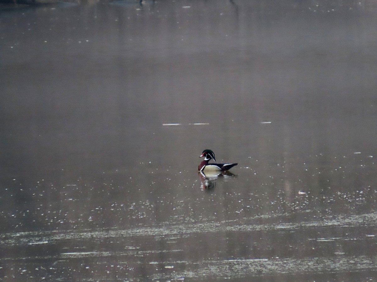 Wood Duck - ML633254220