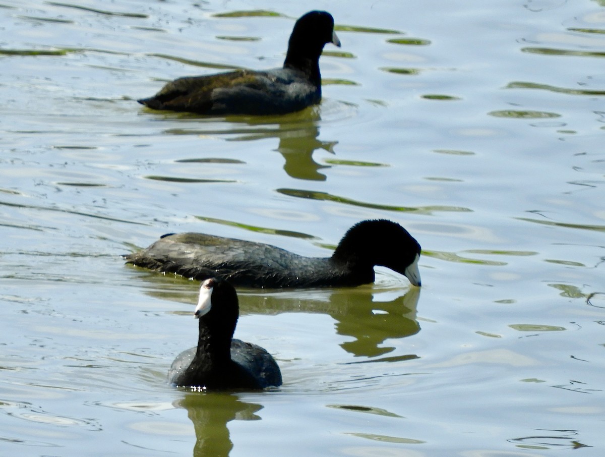 American Coot - ML633254486