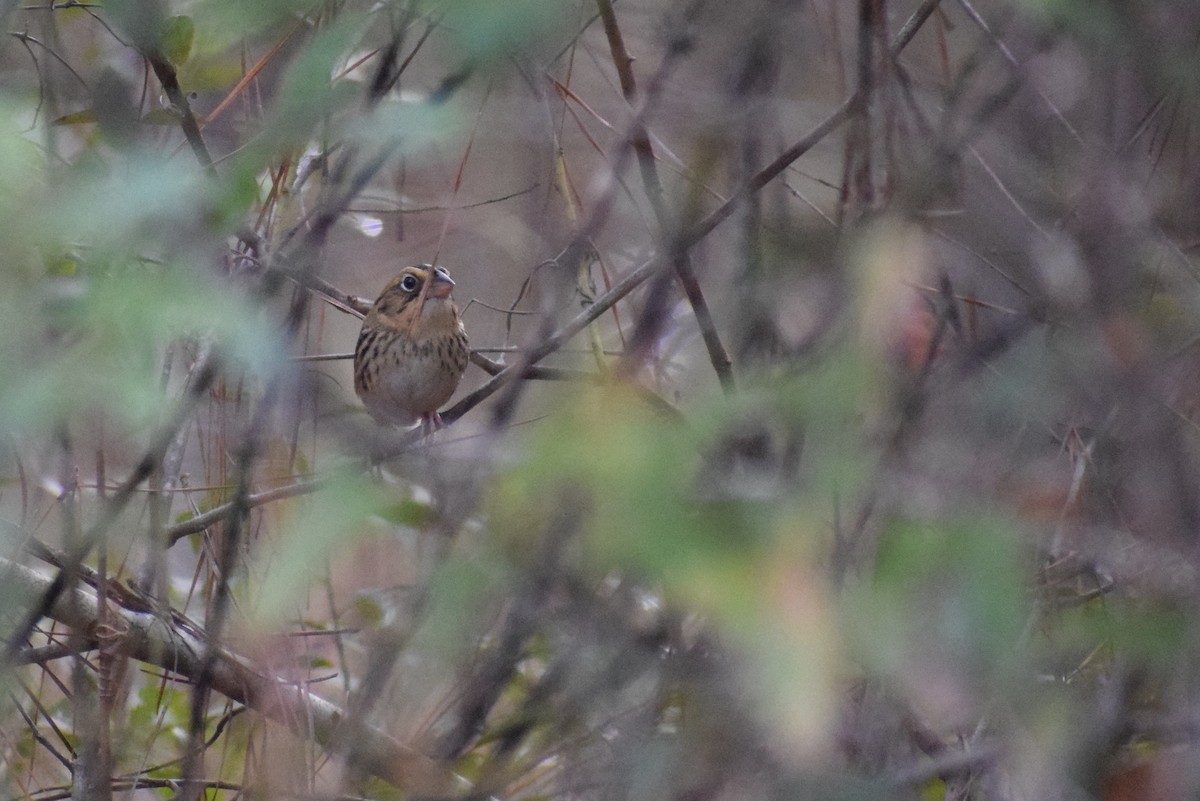 Henslow's Sparrow - ML633254491
